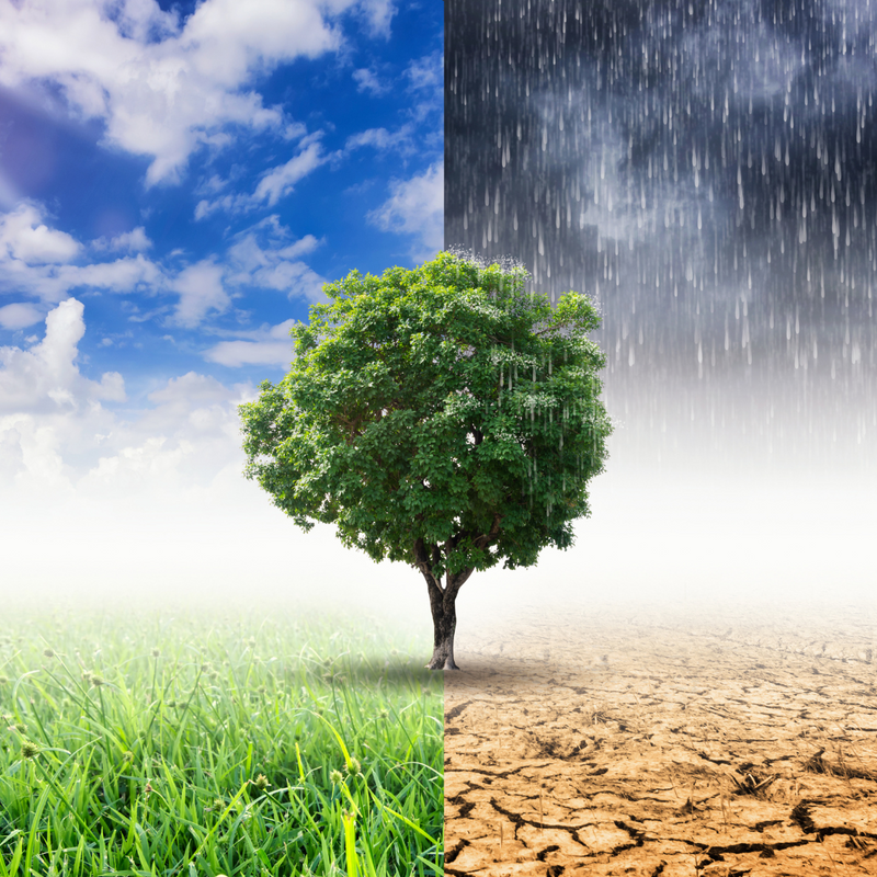 Como as mudanças climáticas podem influenciar sua imunidade?