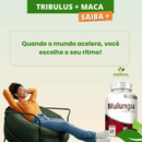 MULUNGU 60 CÁPSULAS